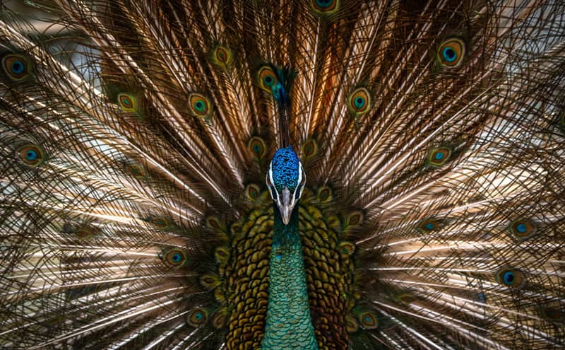 طاووس باغ پرندگان تهران