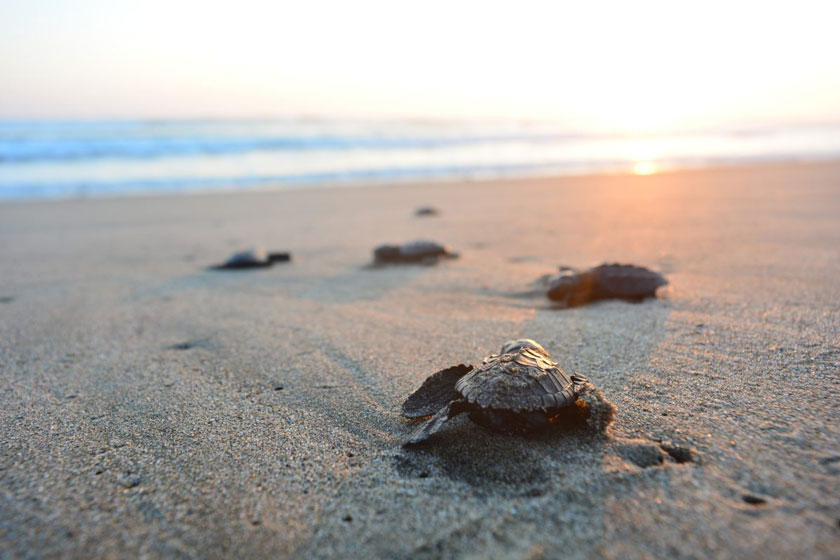 بچه لاکپشت ها در سواحل آنتالیا راهی دریا شدند