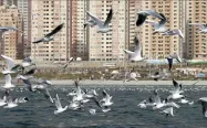عکس دریاچه چیتگر با پرنده های مهاجر