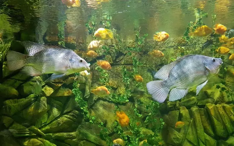 دو ماهی بزرگ سفید در کنار ماهی های کوچک زرد رنگ در آکواریوم