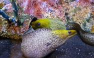 ماهی بزرگی با سر زرد و بدن طوسی رنگ در کنار سنگ های رنگی