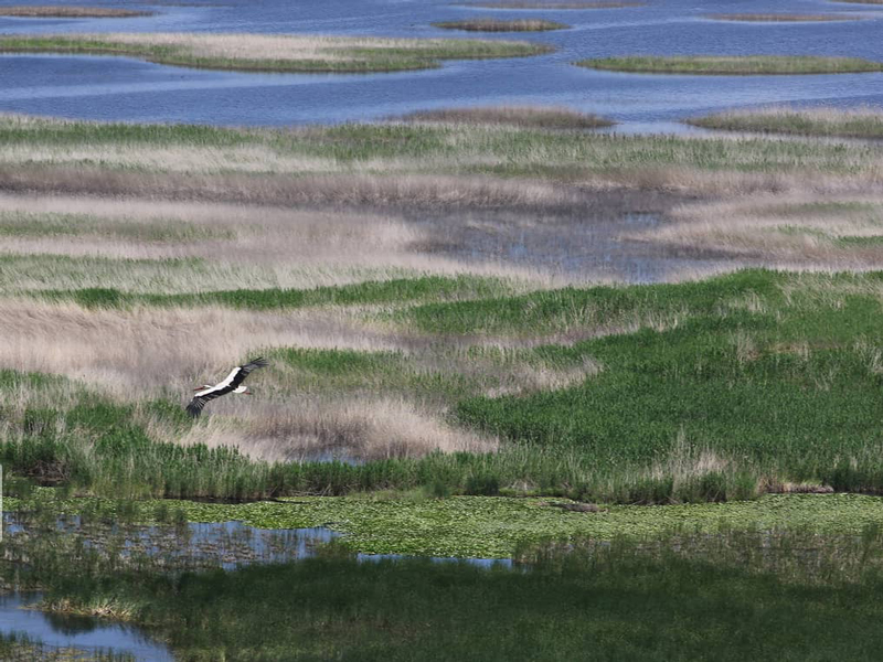 پرواز پرندگان بر فراز دریاچه 