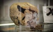 جمجمه انسان پیش از تاریخ در موزه ملی ایران