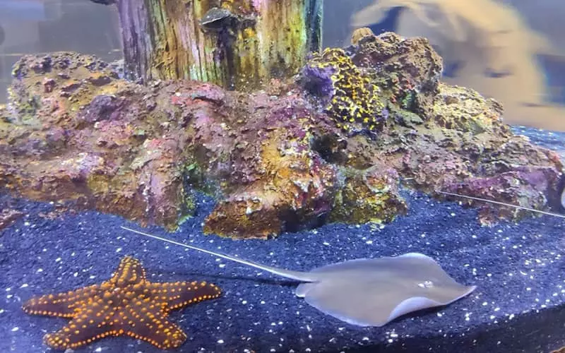 آکواریومی با سفره ماهی و ستاره دریایی