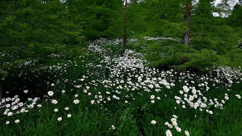 White flowers of the botanical garden