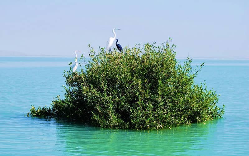 درختی سرسبز در وسط آب با پرنده هایی روی آن