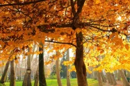 منظره درختان پاییزی در باغ سعد آباد
