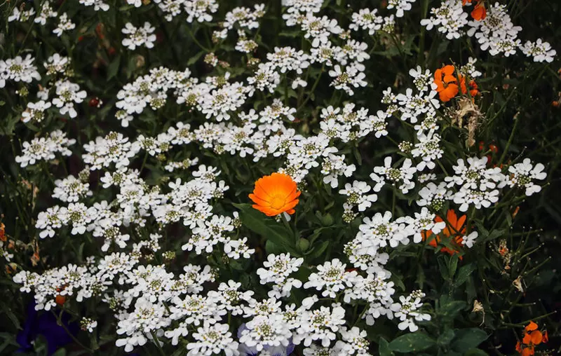 Orange flower of botanical garden