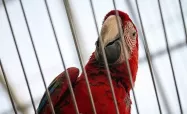 طوطی قرمز رنگ در باغ پرندگان تهرات