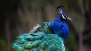 طاووس هندی باغ پرندگان تهران