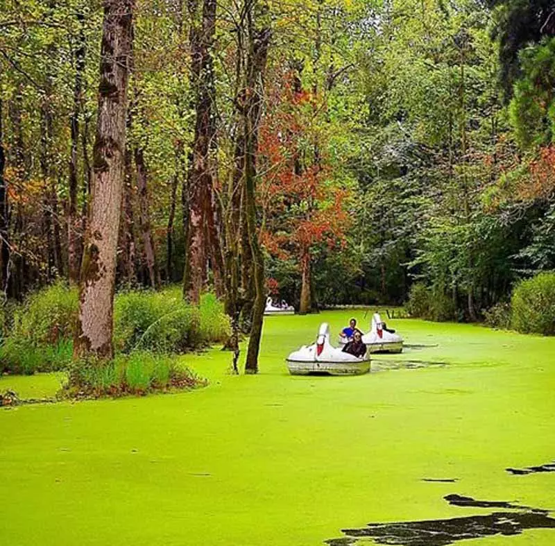 دریاچه پوشیده از خزه‌های سبز سراوان در میان جنگل پر درخت