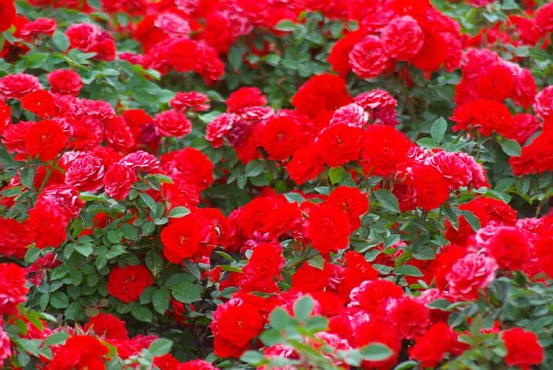 گل‌های سرخ رنگ باغ موزه گیاه‌شناسی تهران