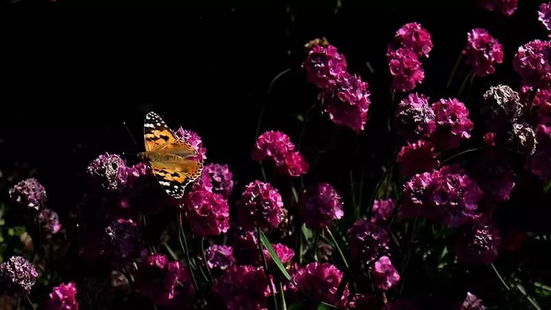 پروانه نشسته روی گل‌های باغ گیاه‌شناسی ملی