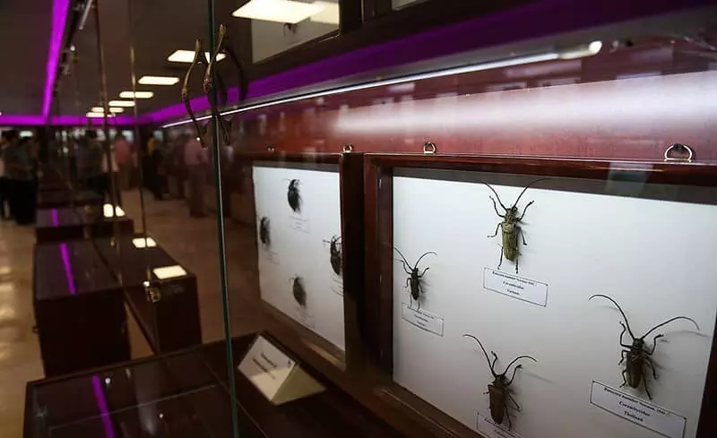 Insect Museum of the National Botanical Garden of Iran