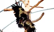 عقاب  باغ پرندگان تهران