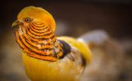 خروس زرد رنگ در باغ پرندگان تهران