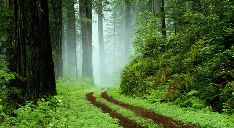 مسیر جنگلی سراوان با انبوه درختان