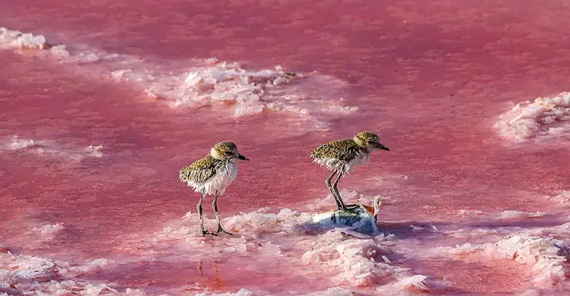 پرندگان کوچک دریاچه مهارلو 
