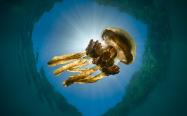 عروس دریایی طلایی شناور در آب
