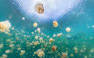 میلیون ها عروس دریایی در آب های پالائو
