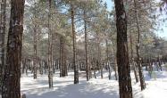 درختان جنگل چيتگر در ميان زمين پوشيده از برف