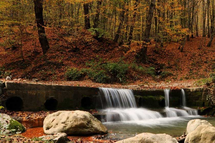 مازندران-جنگل راش سنگده 