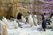 ملاقات با پنگوئن‌ها در آکواریوم دبی
