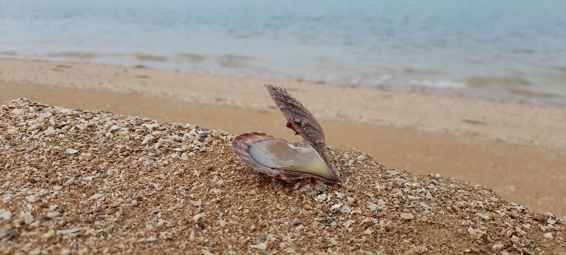 صدفی در جزیره ام‌ الکرم