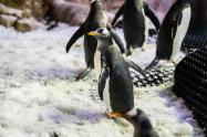 پناهگاه پنگوئنها در دبی