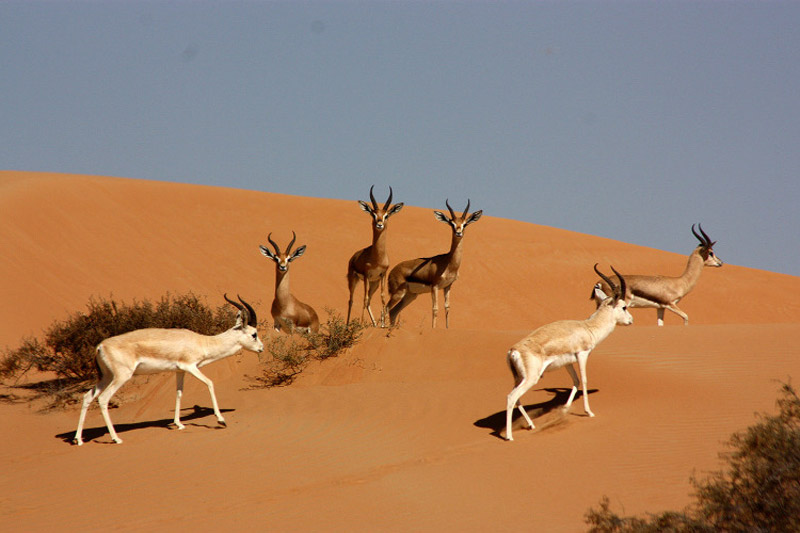 غزال‌ها در ذخیره گاه حفاظت شده بیابان دبی