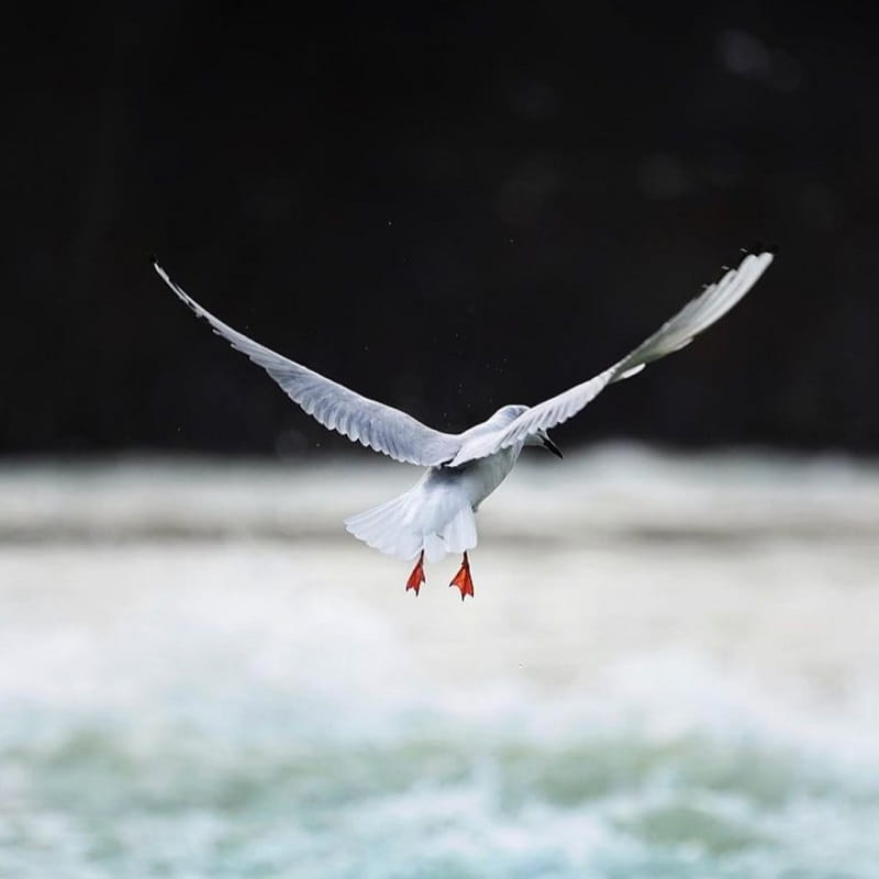 پرنده نگری در آبشار نیاگارا