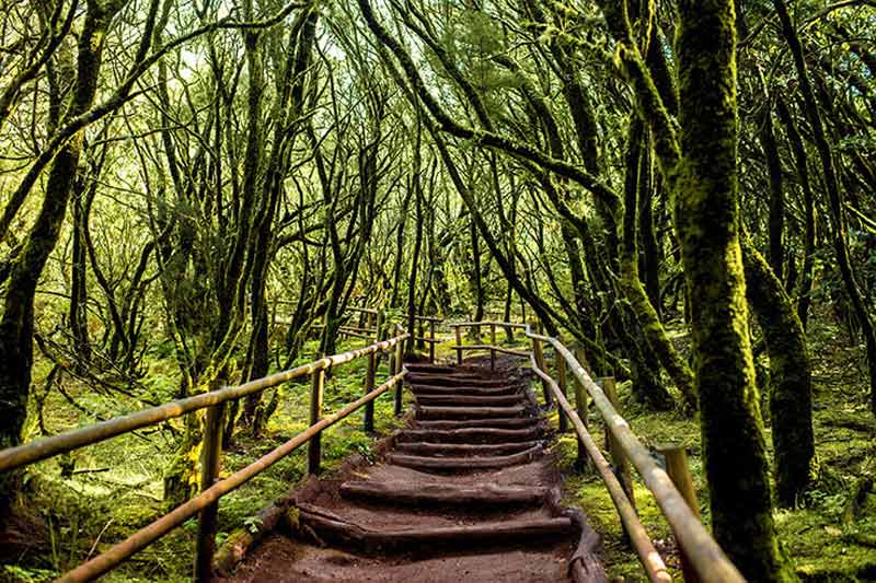 پل چوبی میان درختان سبز در پارک ملی گاراجونای جزایر قناری
