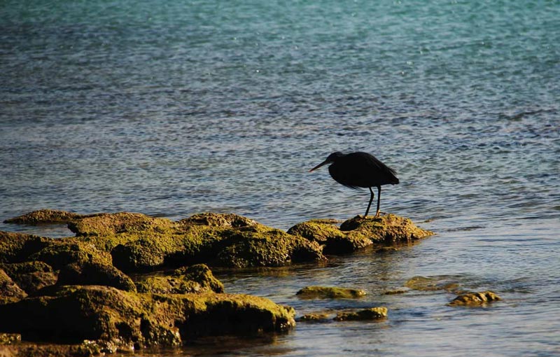 پرندگان مهاجر در جزیره ام‌ الکرم