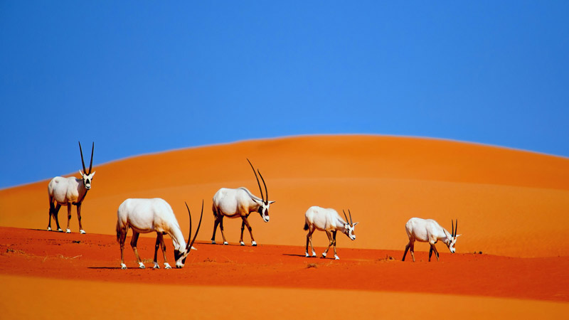 چشم‌انداز زیبای ذخیره گاه حفاظت شده بیابان دبی