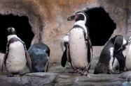 پنگوئنها در آکواریوم نیاگارا