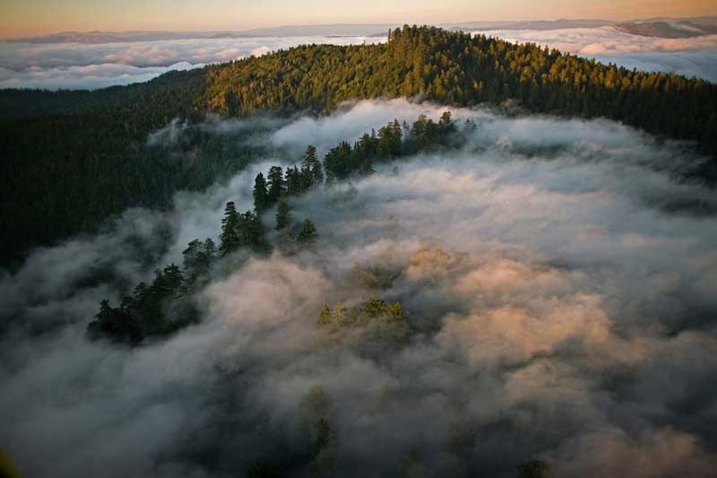 جنگل‌های مه‌آلود ردوود کالیفرنیا