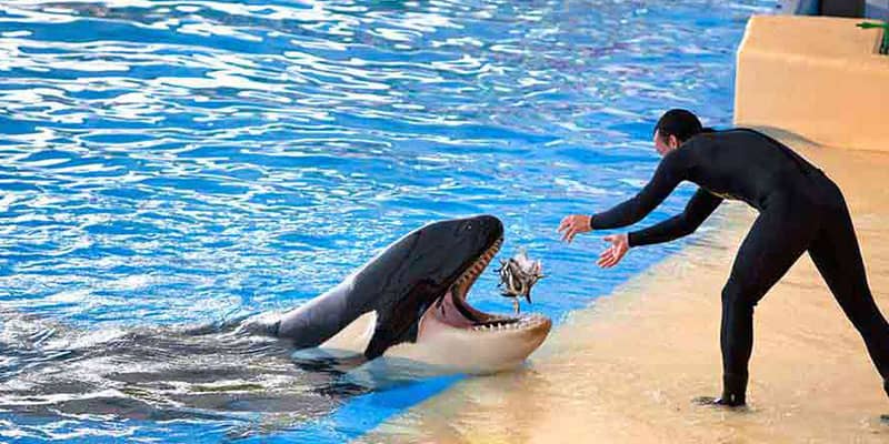 مربی آموزشی در حال دادن غذا به دلفین