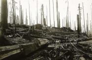 نابودی بخش اعظم جنگل‌های ردوود