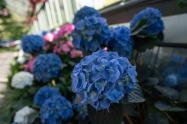 گلهای آبی در باغ گیاه شناسی نیاگارا