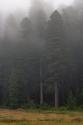 مه غلیظ در جنگل‌های ردوود