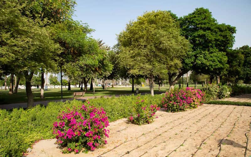 پارک سرسبز با گلهای صورتی در پارک صفا