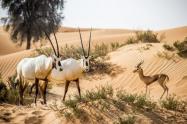 گونه‌های جانوری گوناگون در ذخیره گاه حفاظت شده بیابان دبی