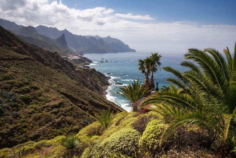 درختان نخل گرمسیری در جوار ساحل جزایر قناری و کنار کوه ها