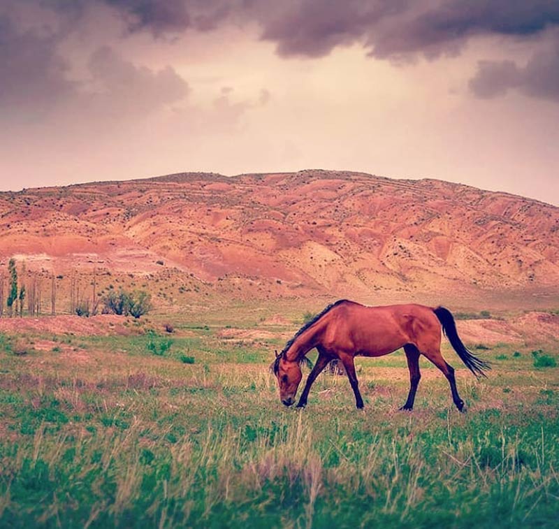 اسب وحشی در ارتفاعات اطراف روستای سیمین دشت