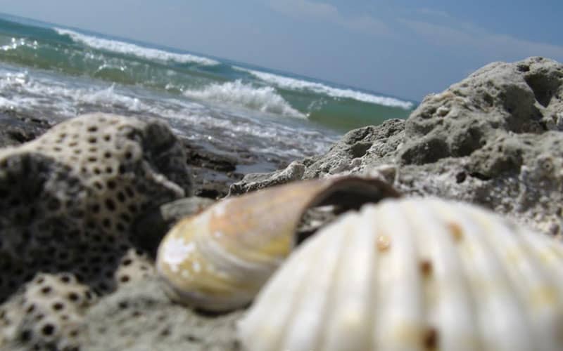 صدف ها و سنگ های سوراخ دار در ساحل دریا
