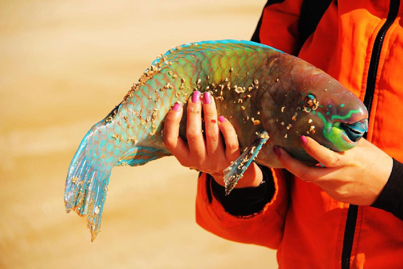 ماهی زیبا در جزیره ام‌ الکرم