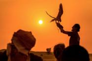 قوش‌پرانی در ذخیره گاه حفاظت شده بیابان دبی