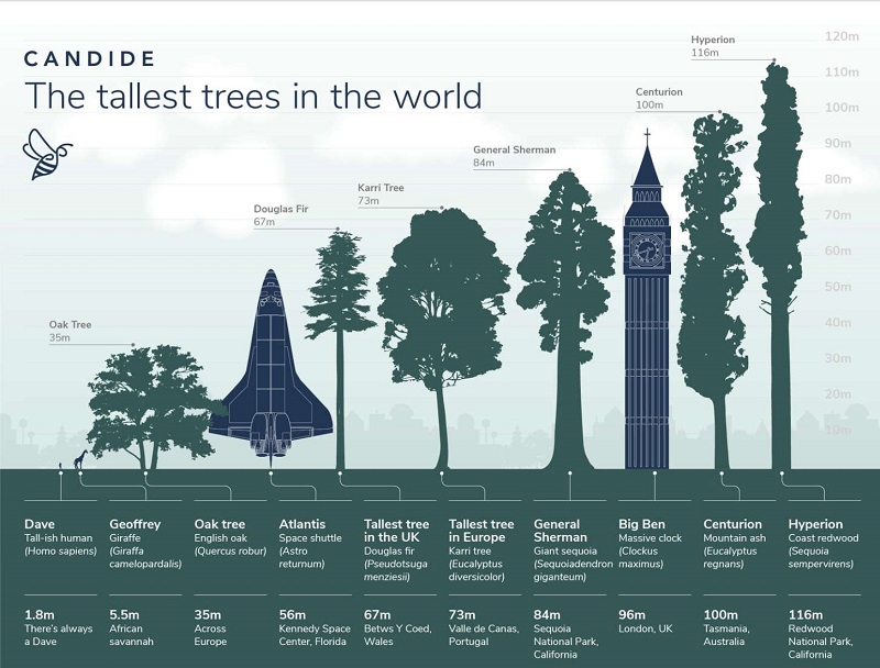 مقایسه بلندترین درخت جهان با باقی درختان