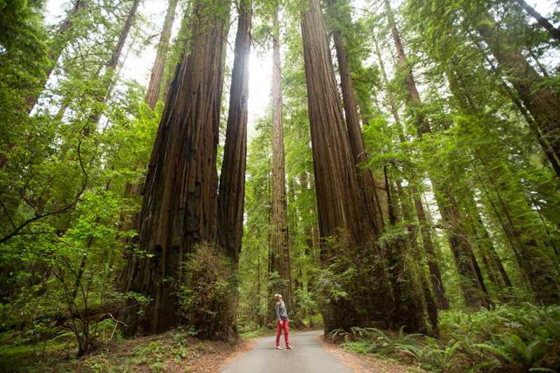 درختان غول‌پیکر جنگل‌های کالیفرنیا