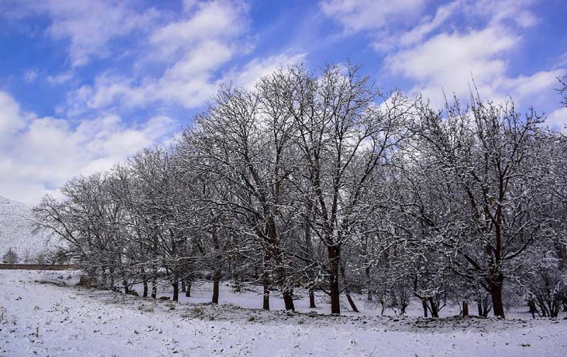 درختان پوشیده از برف در روستای سیمین دشت زیر آسمان آبی پر ابر